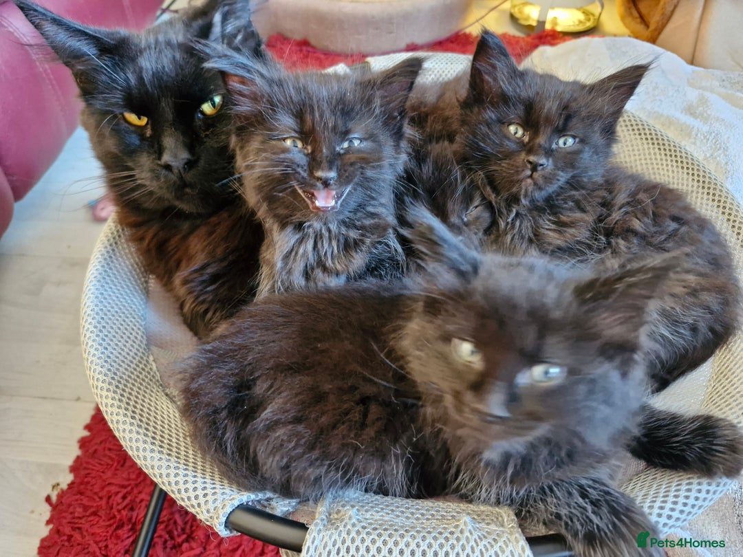 Mixed Breed cats for sale: Ragdoll x maincoon - Image 10