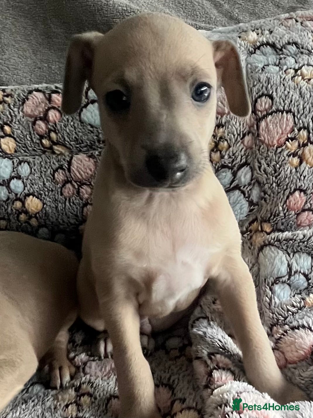 Italian Greyhound dogs kc registered Itatian greyhounds - Advert 19