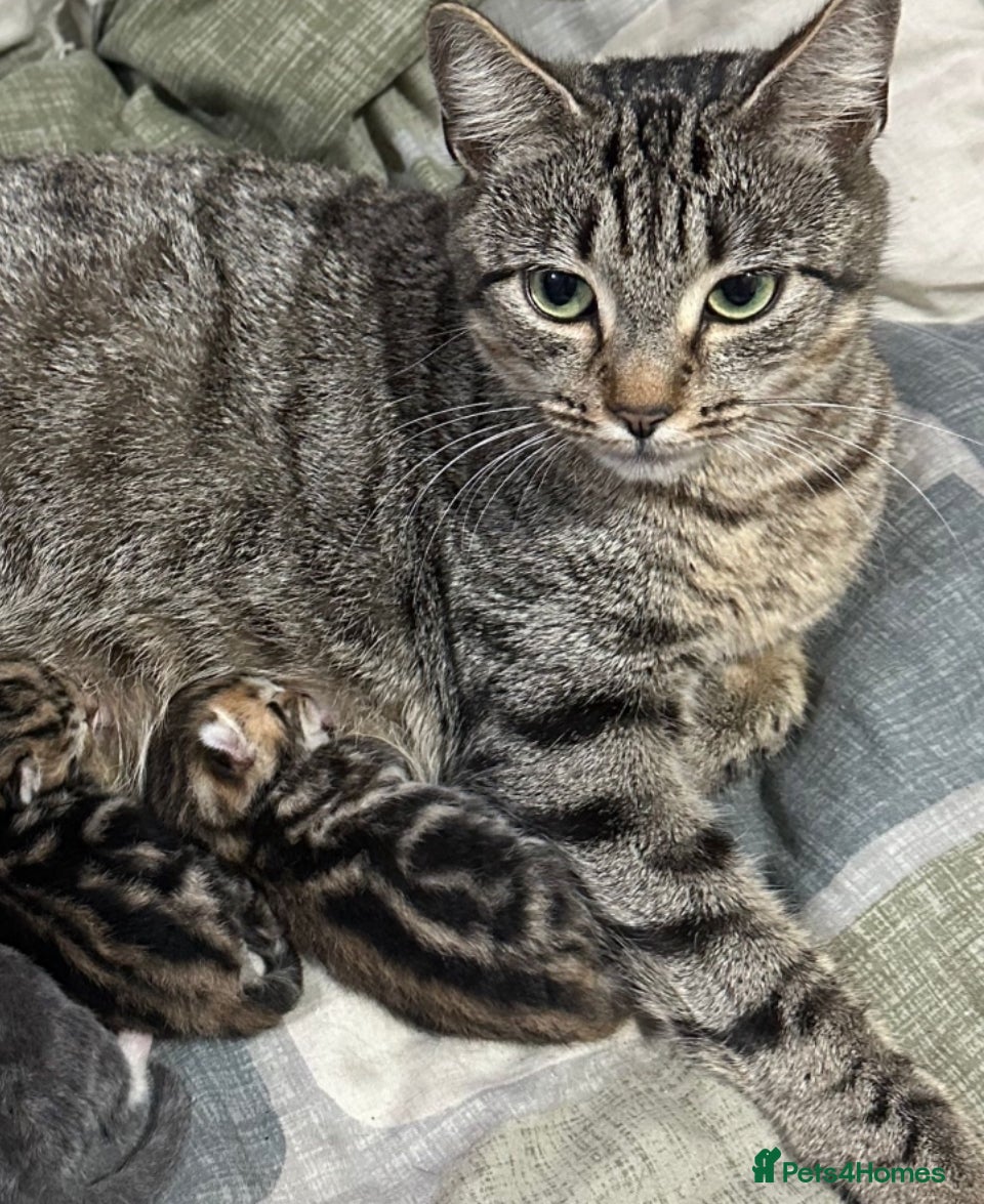 Mixed Breed cats Male Kittens Ready for Loving Homes  - Advert 2