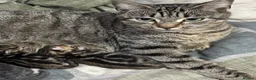 Mixed Breed cats for sale: Male Kittens Ready for Loving Homes  - Advert 1