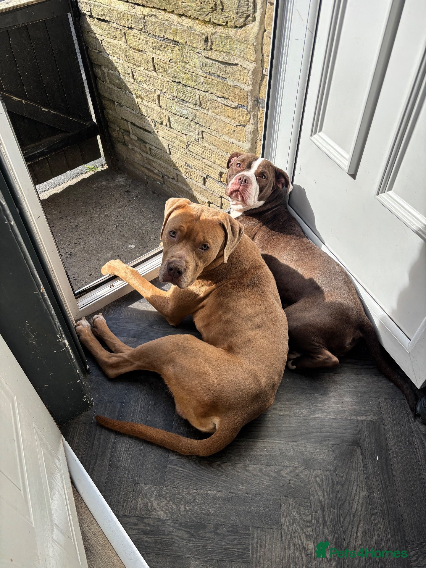 Mixed Breed dogs 2 beautiful dogs  - Advert 1