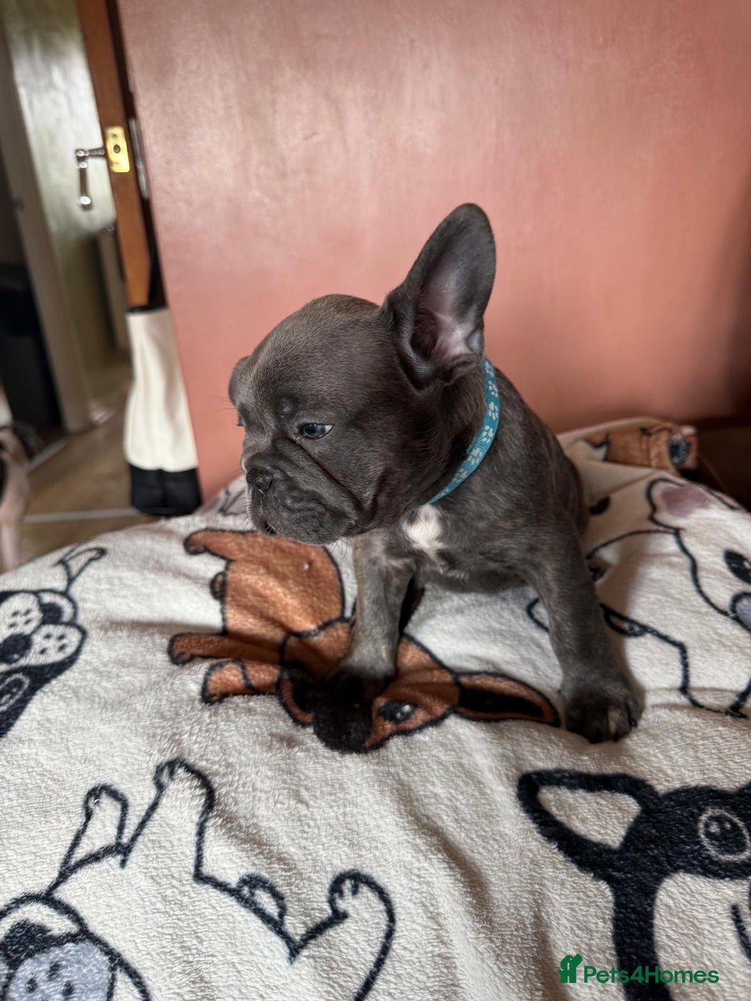 French Bulldog dogs for sale: 5 beautiful healthy French bulldogs. - Image 8