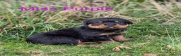 Rottweiler dogs for stud: Rottweiler STUD in Swansea - Advert 16