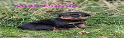 Rottweiler dogs for stud: Rottweiler STUD in Swansea - Advert 16