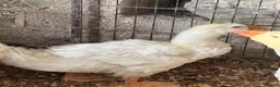 Geese poultry for sale: Sebastopol geese, Brahma and peacock - Advert 3
