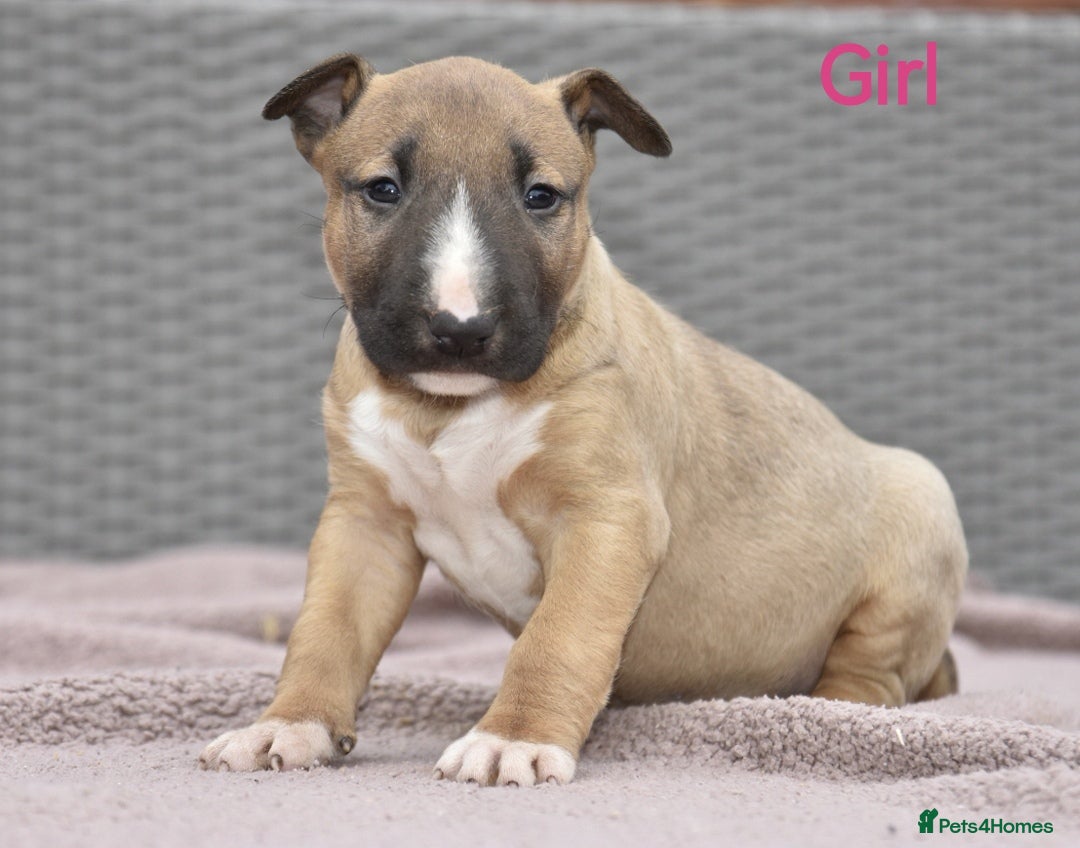 English Bull Terrier dogs for sale: Exceptional english bull terrier puppies  - Image 2