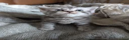 British Shorthair cats for sale: Full British shorthairs  - Advert 2