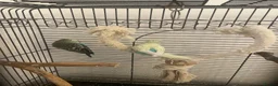 Budgerigars birds for sale: 2 female budgies for sale in Wishaw - Advert 3