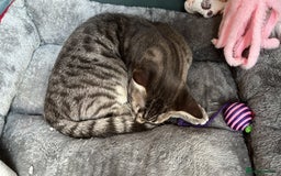 Mixed Breed cats for adoption: Rescue kitten needs forever home - Image 4