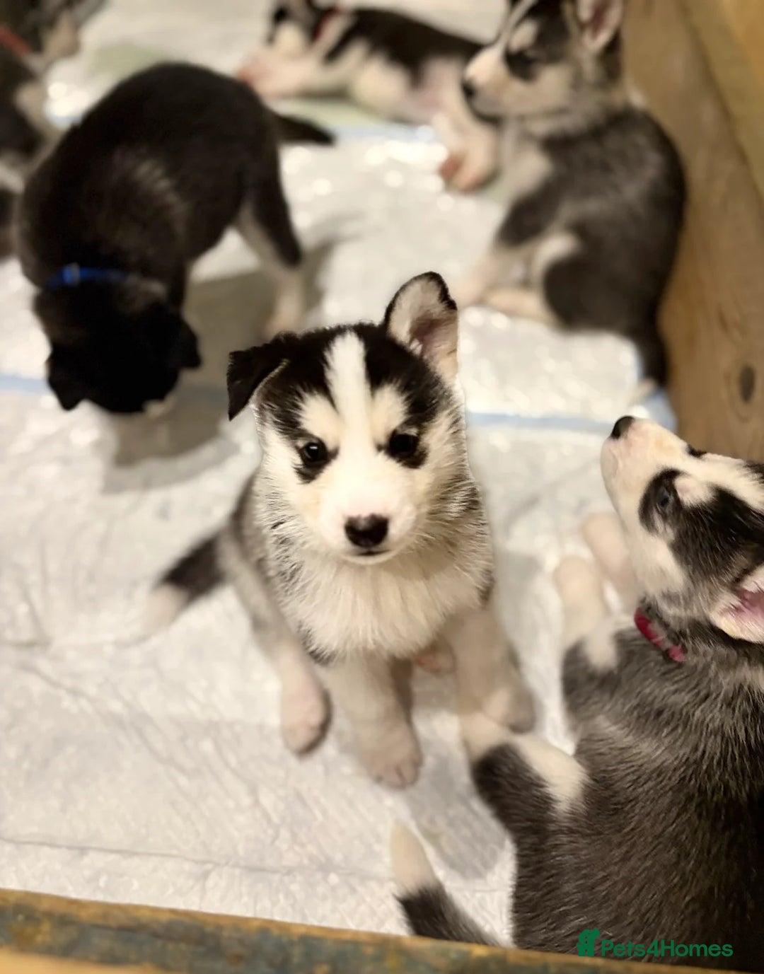 Siberian Husky dogs for sale: Siberian Huskies 2 male 4 female  - Advert 8
