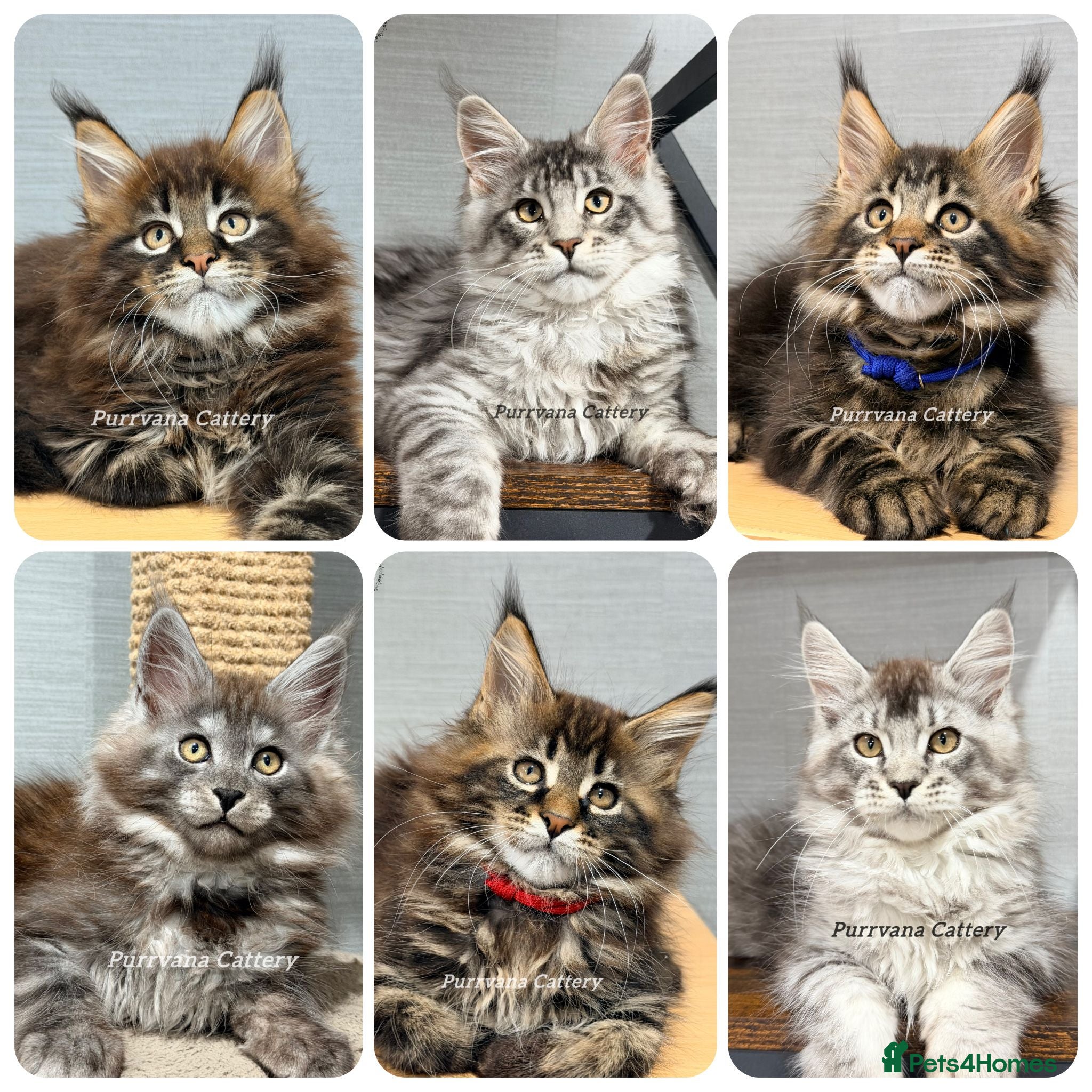 Maine Coon cats TICA registered Maine coon kittens READY NOW - Advert 1