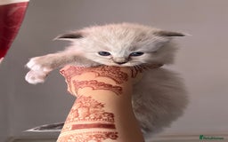 Ragdoll cats for sale: Ragdoll kittens - Image 2