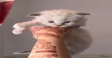 Ragdoll cats - Advert 5