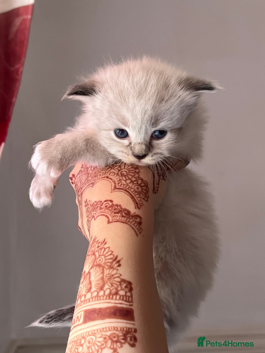 Ragdoll cats for sale: Ragdoll kittens - Image 2