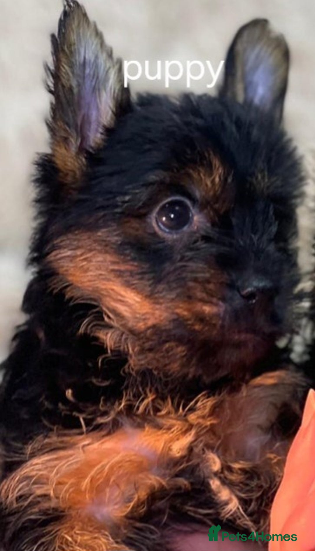 Yorkshire Terrier dogs for sale: Miss. - Image 1