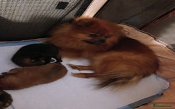 Pomeranian dogs for sale: Pomerian pups  - Image 2