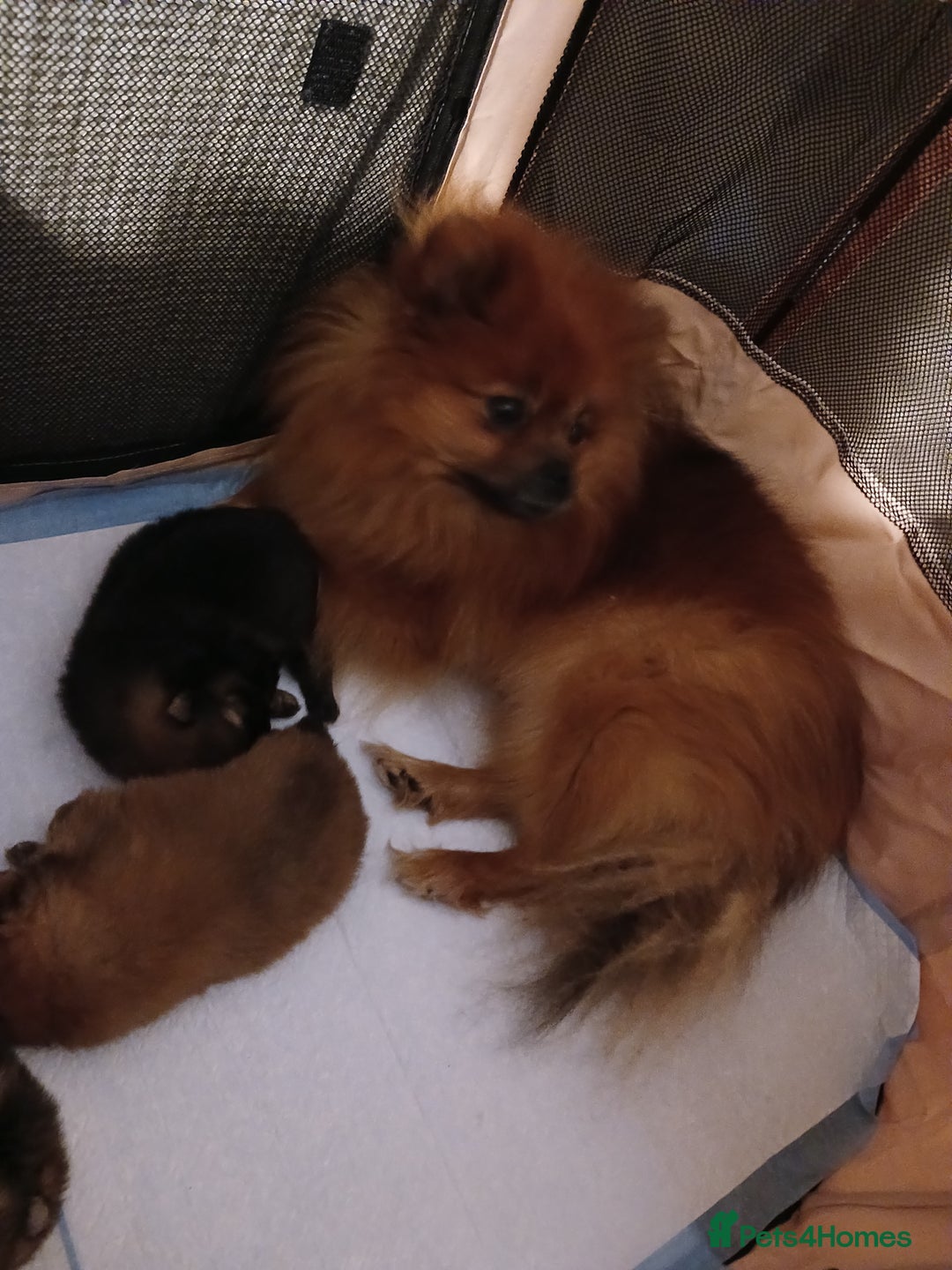Pomeranian dogs for sale: Pomerian pups  - Image 2