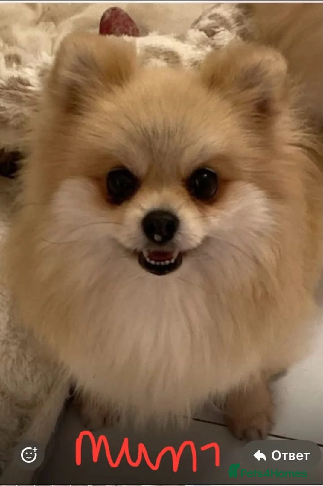 Pomeranian dogs for sale: Gorgeous Pom Boy - Advert 2
