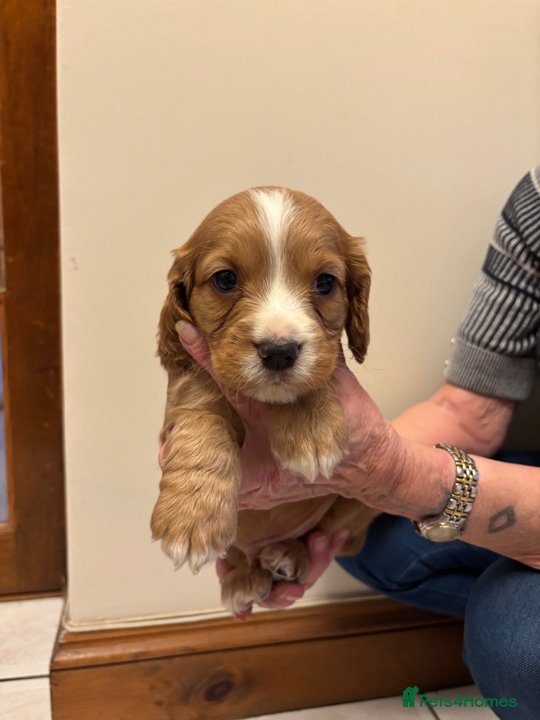 Cocker Spaniel dogs for sale: KC reg cocker spaniels  - Advert 30