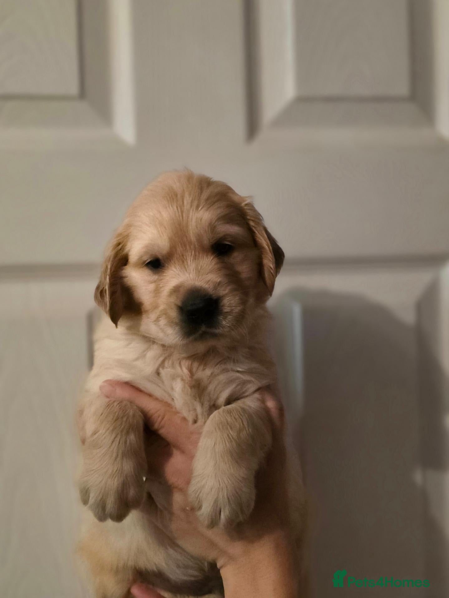 Golden Retriever dogs Golden retriever  - Advert 4