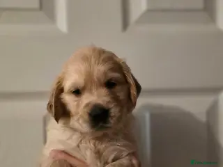 Golden Retriever dogs Golden retriever - Advert 4