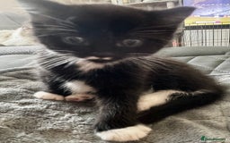 Persian cats for sale: Persian x kittens - Image 15