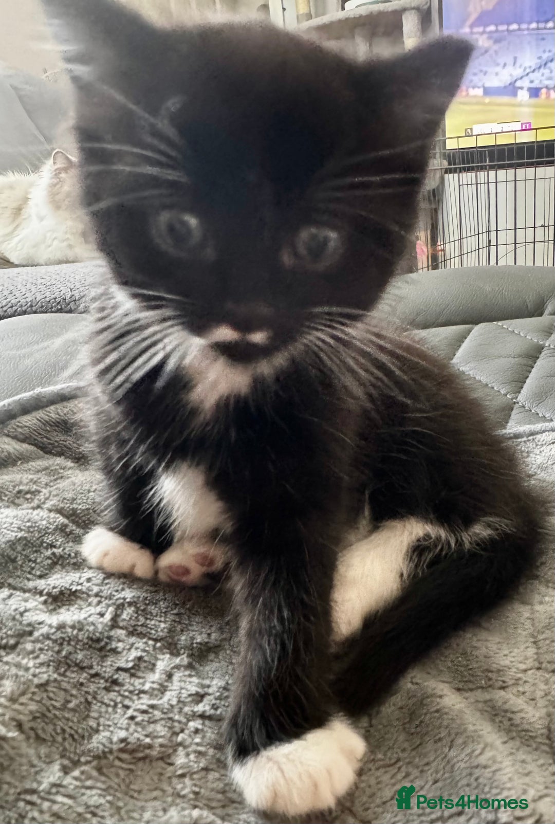 Persian cats for sale: Persian x kittens - Image 15