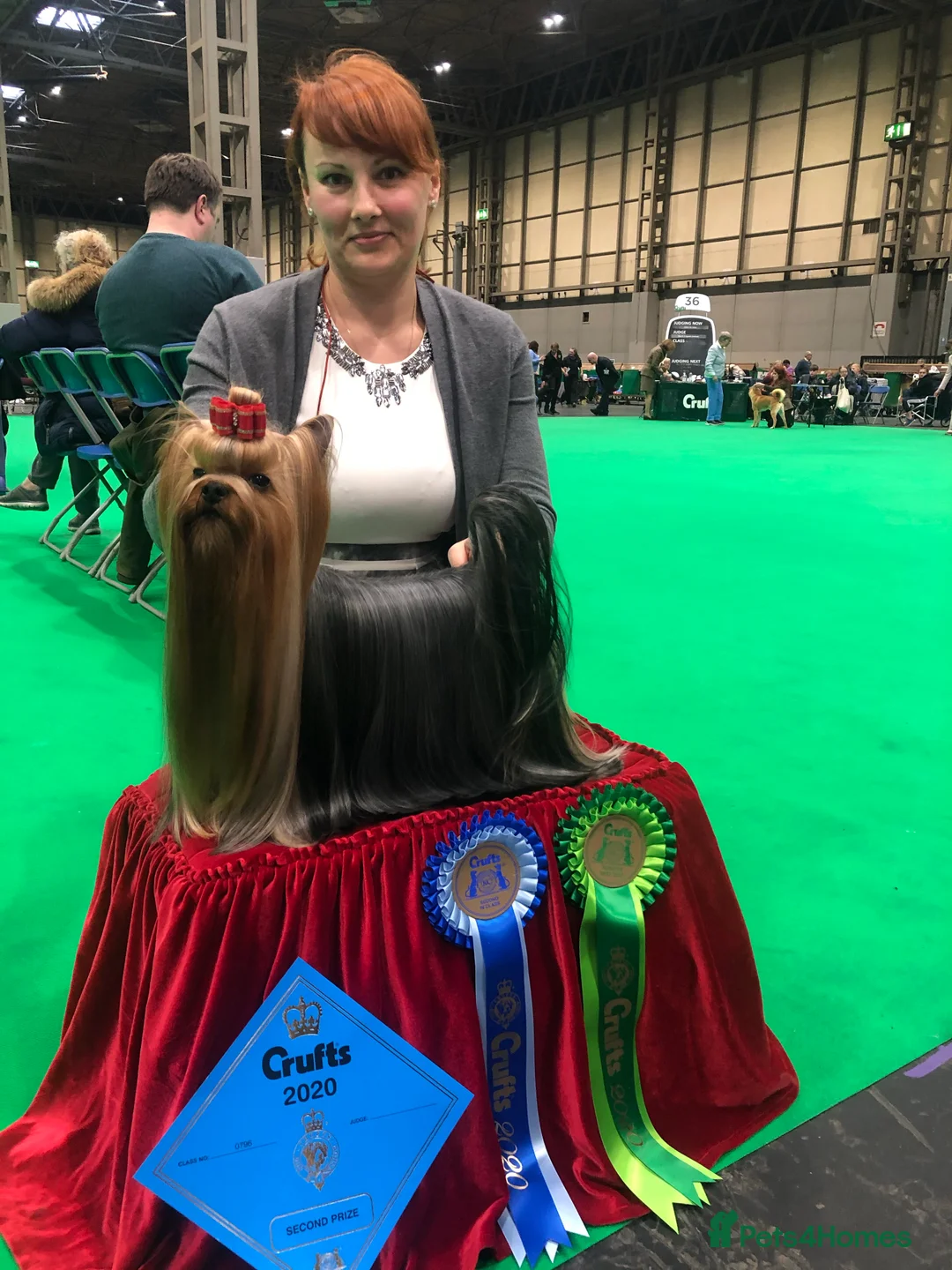 Yorkshire Terrier dogs for stud: Stunning UK champion small stud dog DNA tested in Rotherham - Advert 14