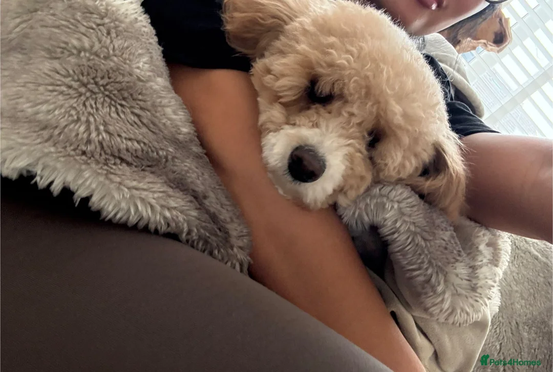 Toy Poodle dogs for sale: Stunning Female toy poodle  - Advert 5