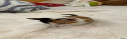Mixed Breed cats for sale: 6 Mixed breed kittens  - Advert 16