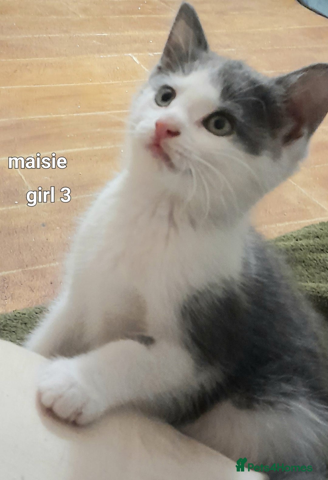 Siamese cats for sale: Bi colour blue and white kittens - Image 7
