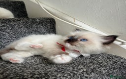 Ragdoll cats for sale: **LAST BOY** CHUNKY RAGDOLL KITTENS FOR SALE - Advert 11