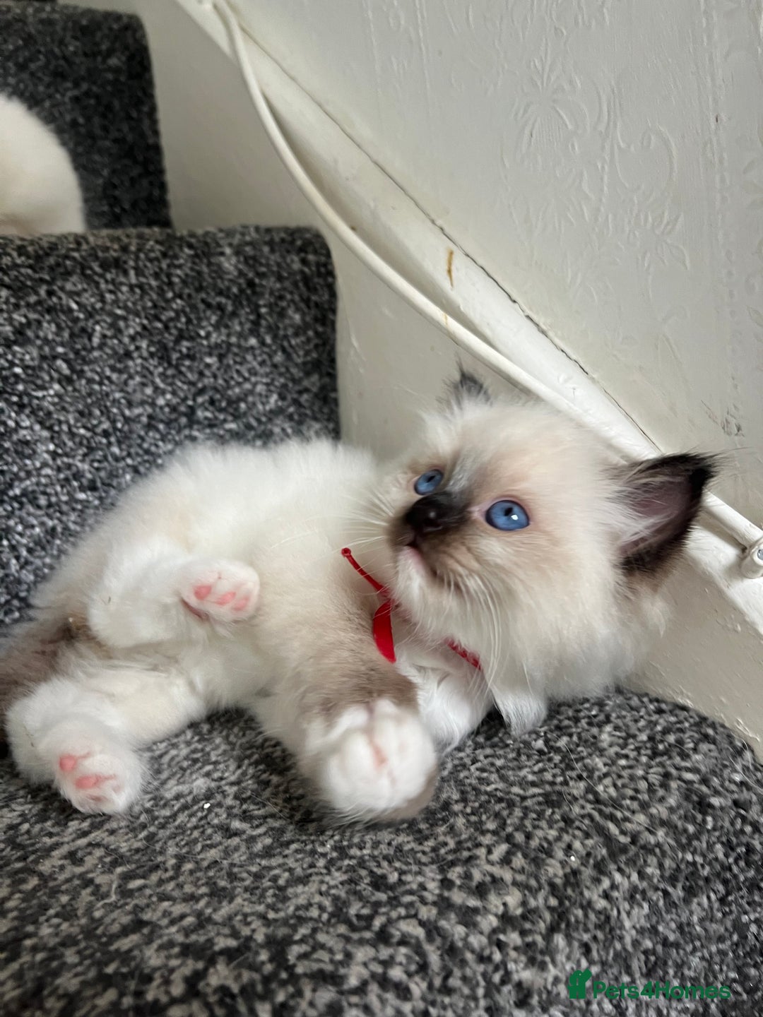 Ragdoll cats for sale: **LAST BOY** CHUNKY RAGDOLL KITTENS FOR SALE - Advert 11