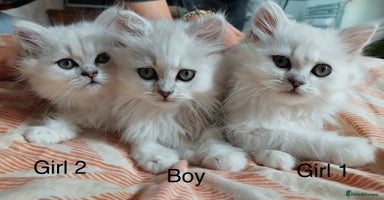 Persian cats - Advert 16