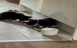 Mixed Breed cats for sale: Ragdoll x breed - Image 17