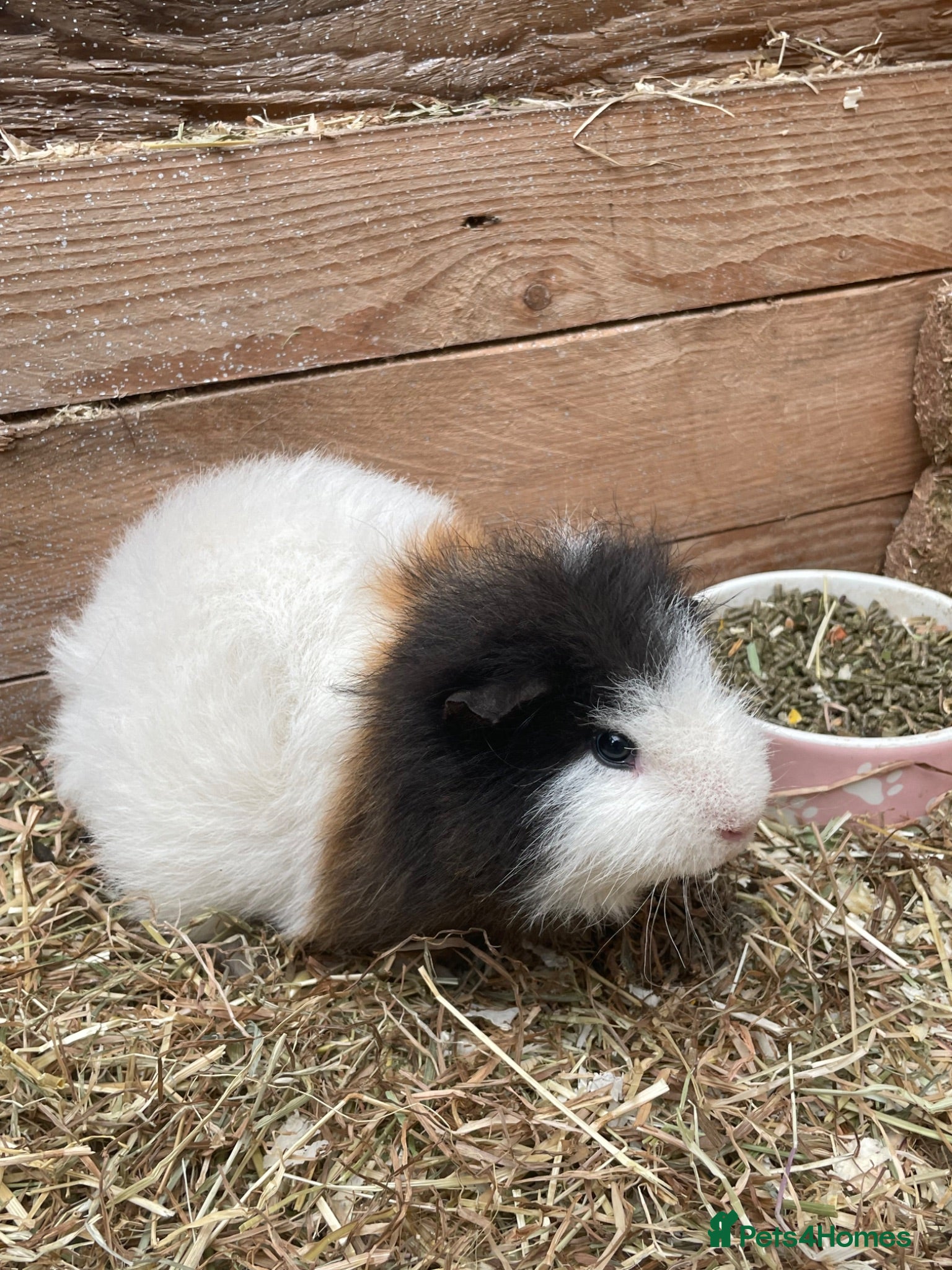 Guinea Pig rodents Swiss male  - Advert 2