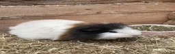 Guinea Pig rodents for sale: Swiss male  - Advert 2