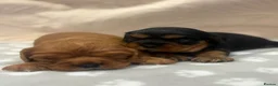 Cavalier King Charles Spaniel dogs for sale: Beautiful extensively health tested pure cavaliers - Advert 5