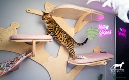 Bengal cats for sale: One of the kind Bengal Female -TICA reg.-Wild look - Image 28