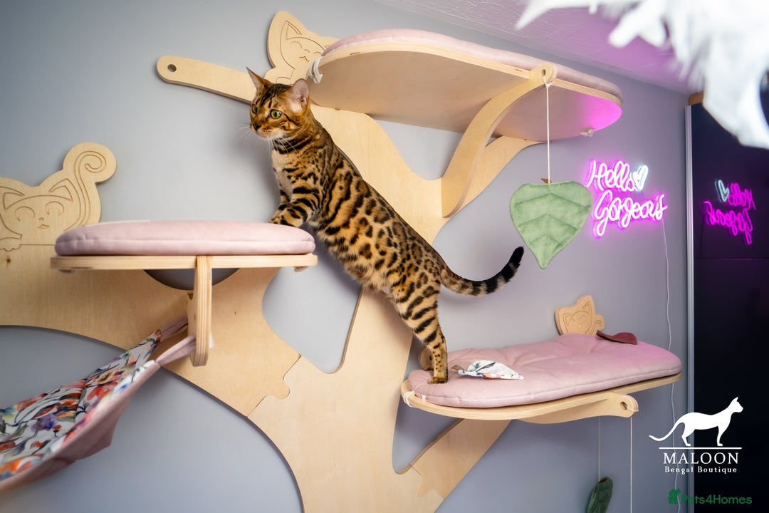 Bengal cats for sale: One of the kind Bengal Female -TICA reg.-Wild look - Image 28