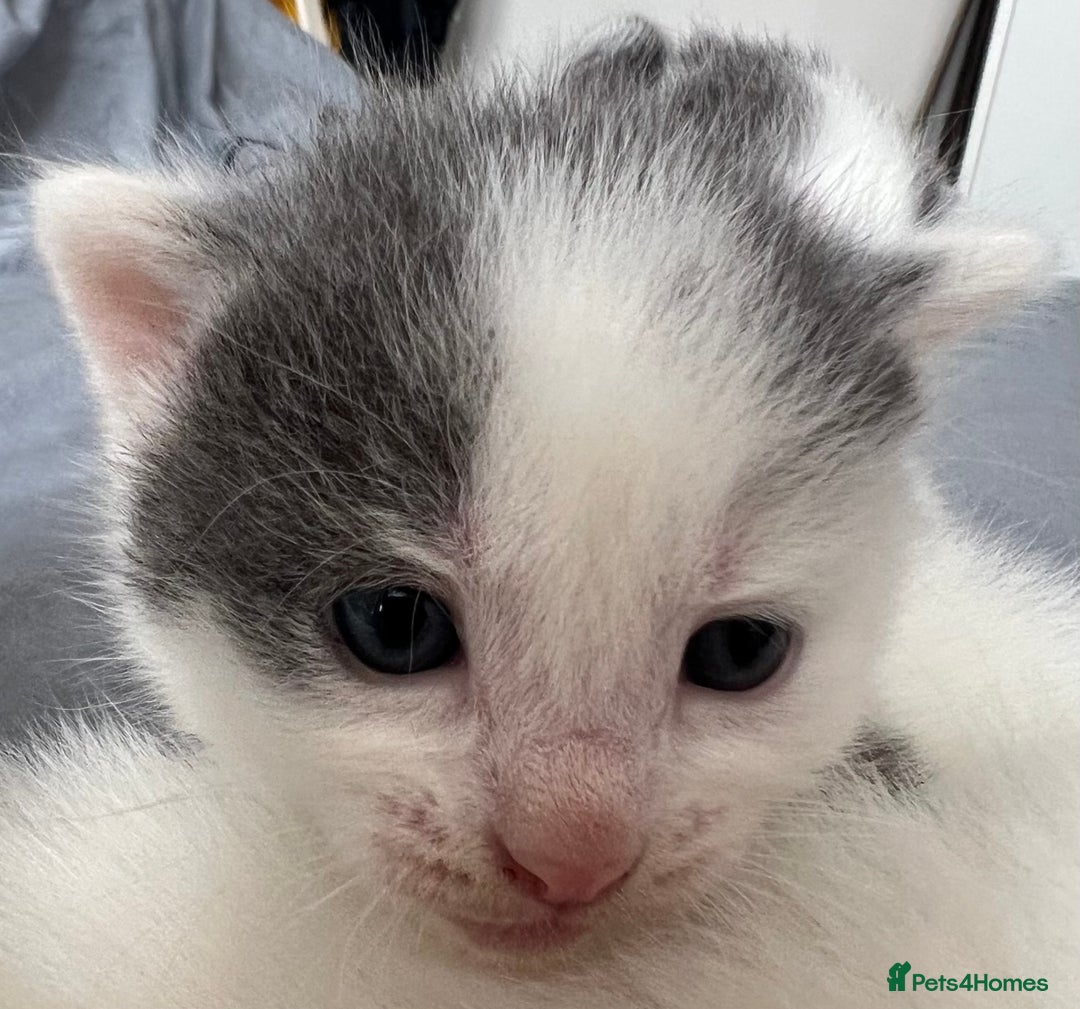 Mixed Breed cats for sale: ❤️*Blue/white & black/white friendly kittens*❤️ - Image 30