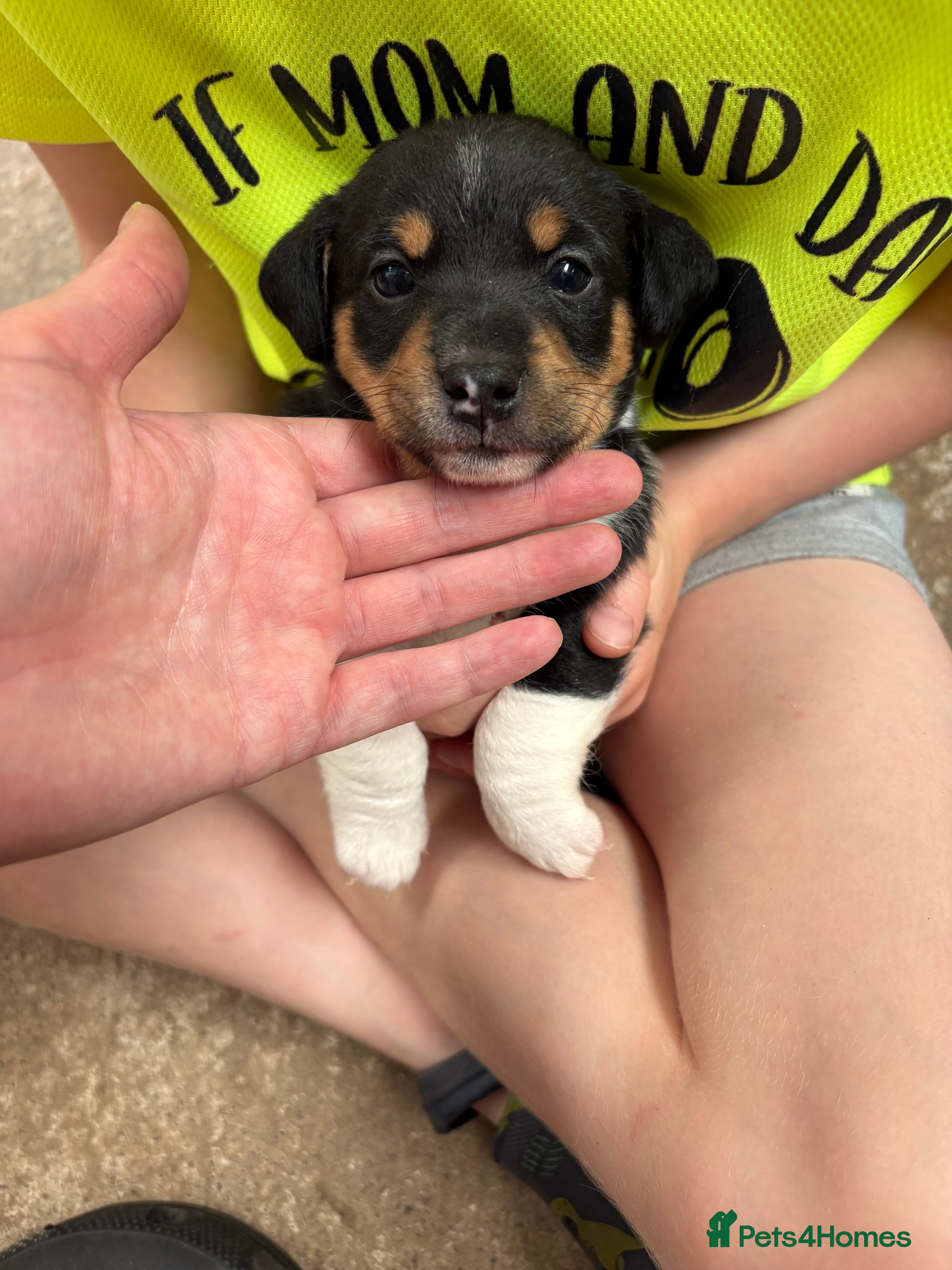 Jack Russell dogs 2 Gorgeous male Jackrussel  puppies for sale  - Advert 2