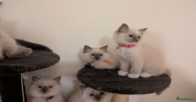 Ragdoll cats - Advert 1