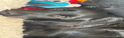 Mixed Breed dogs for sale: Cocker spaniel/pomerainan in Reading - Advert 2