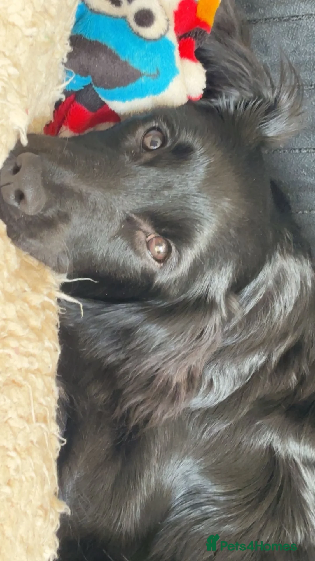 Mixed Breed dogs for sale: Cocker spaniel/pomerainan in Reading - Advert 2