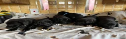 Labrador Retriever dogs for sale: Stunning black lab x pups  - Advert 3