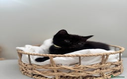 Ragdoll cats for sale: CUTE AND PLAYFUL HALF RAGDOLL KITTENS  - Image 20