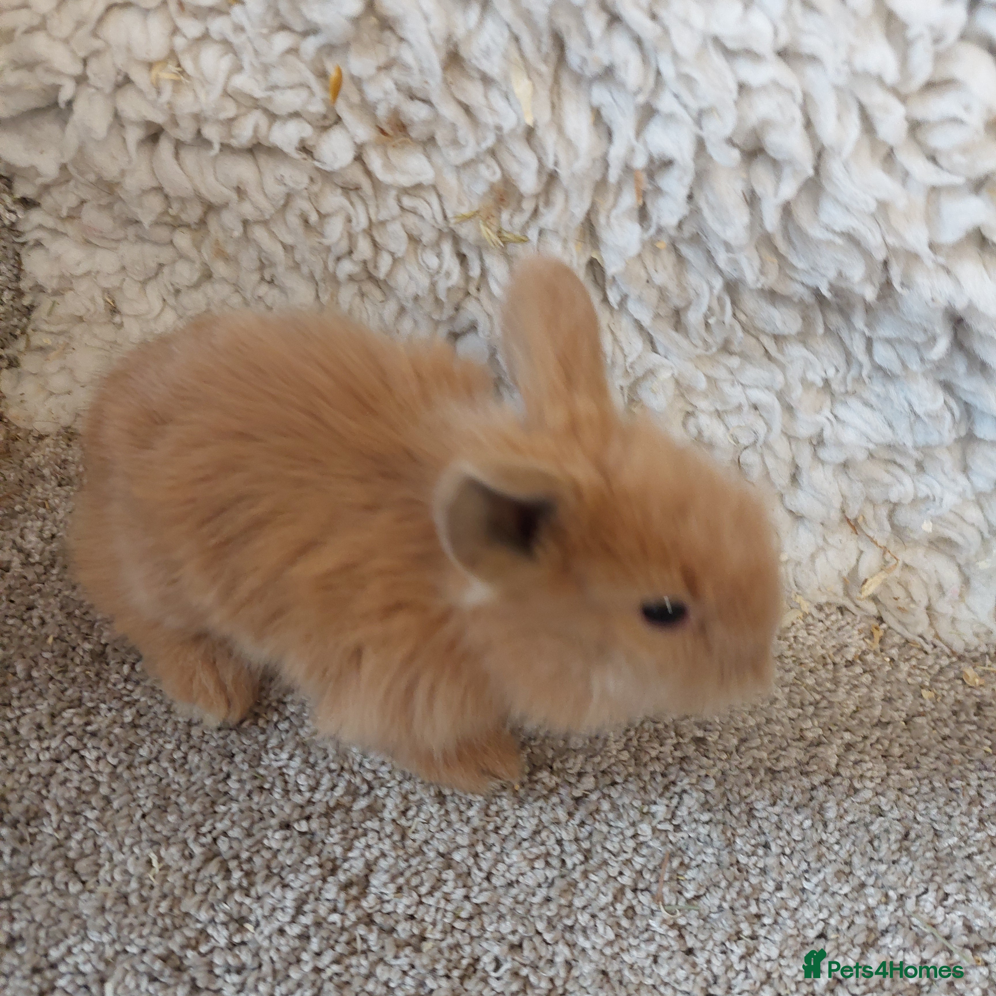 Mini Lop rabbits baby loinheads ready to reserve  - Advert 21