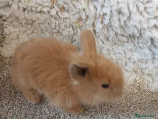 Mini Lop rabbits baby loinheads ready to reserve - Advert 21