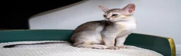 Abyssinian cats for sale: Buddy-Silver Abyssinian boy-Available-TOP quality - Advert 15